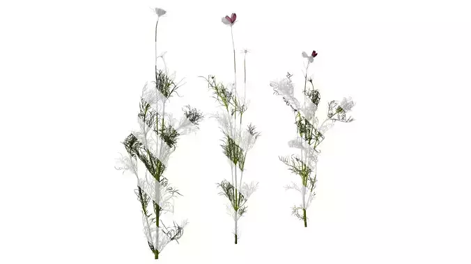 Anydrafts Cosmos bipinnatus Atlas 08 Texture