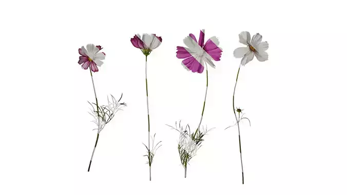 Anydrafts Cosmos bipinnatus Atlas 14