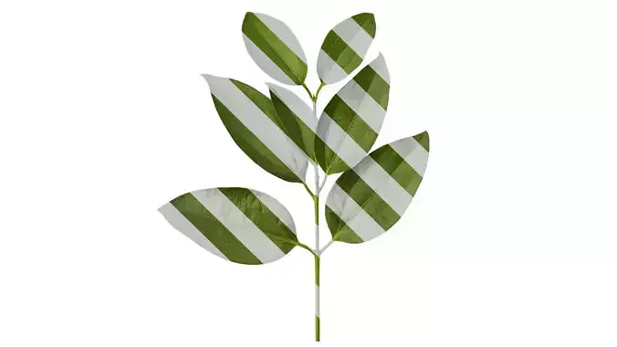 Anydrafts Cinnamomum cassia Atlas 01