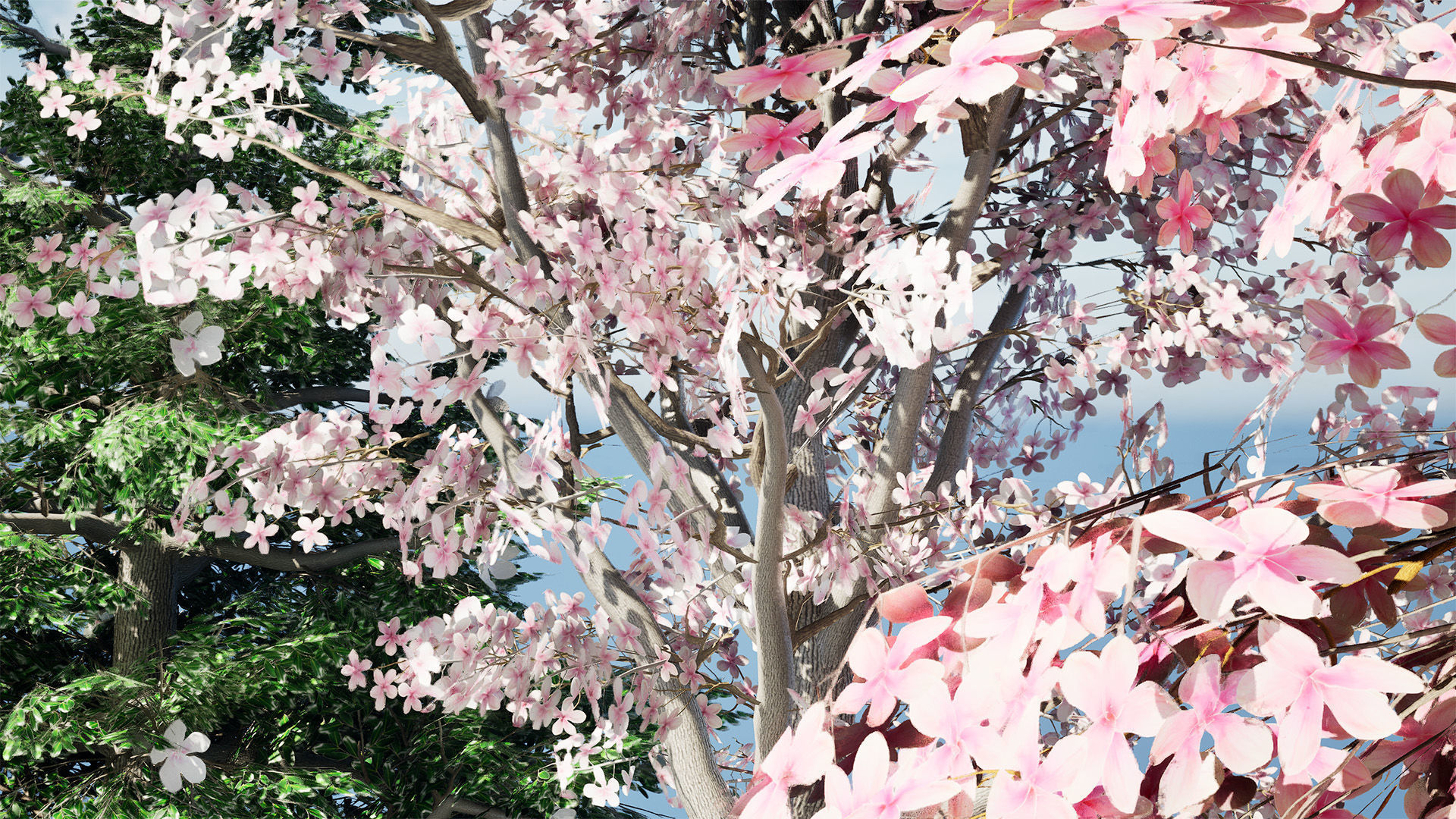 Magnolia Trees 3D Model Low-poly 3D model_4