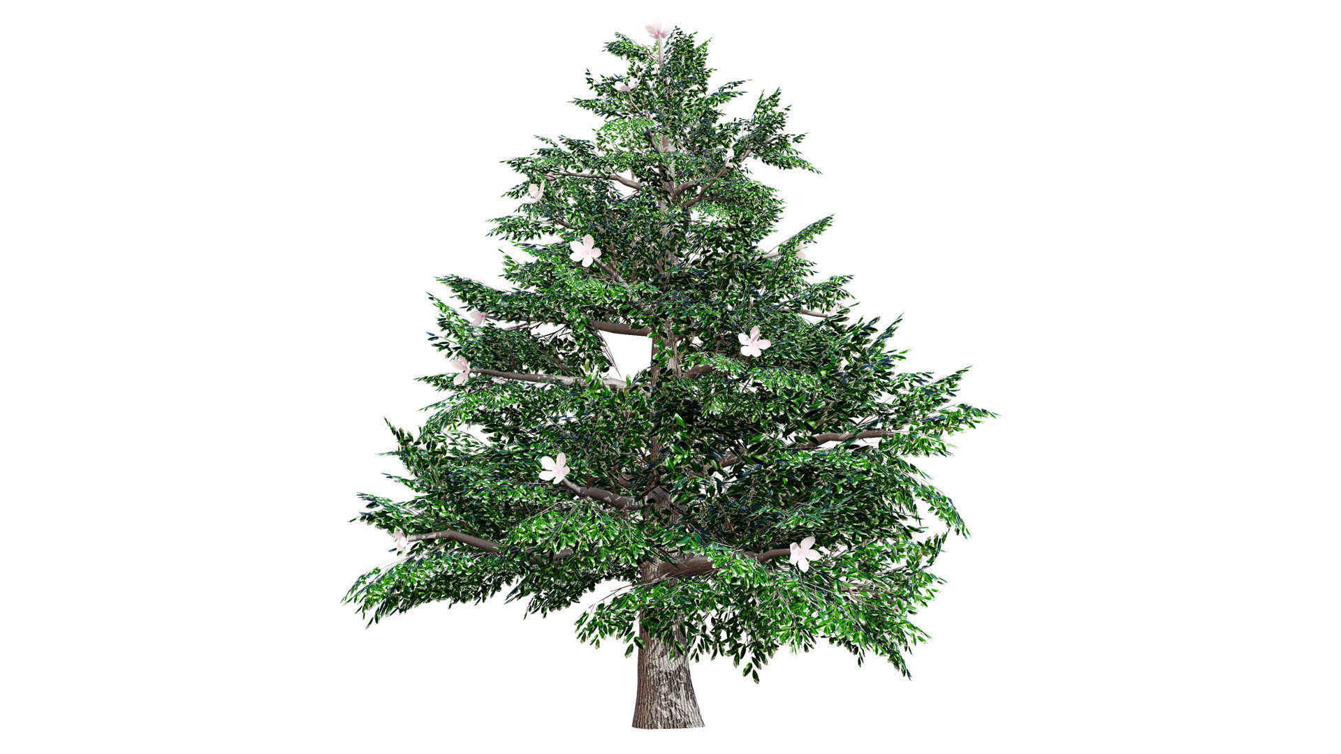 Magnolia Trees 3D Model Low-poly 3D model_9