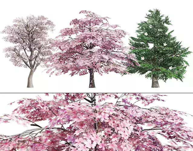 Magnolia Trees 3D Model