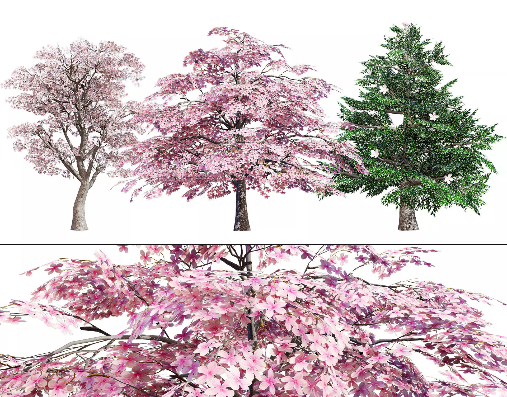Magnolia Trees 3D Model Low-poly 3D model_0