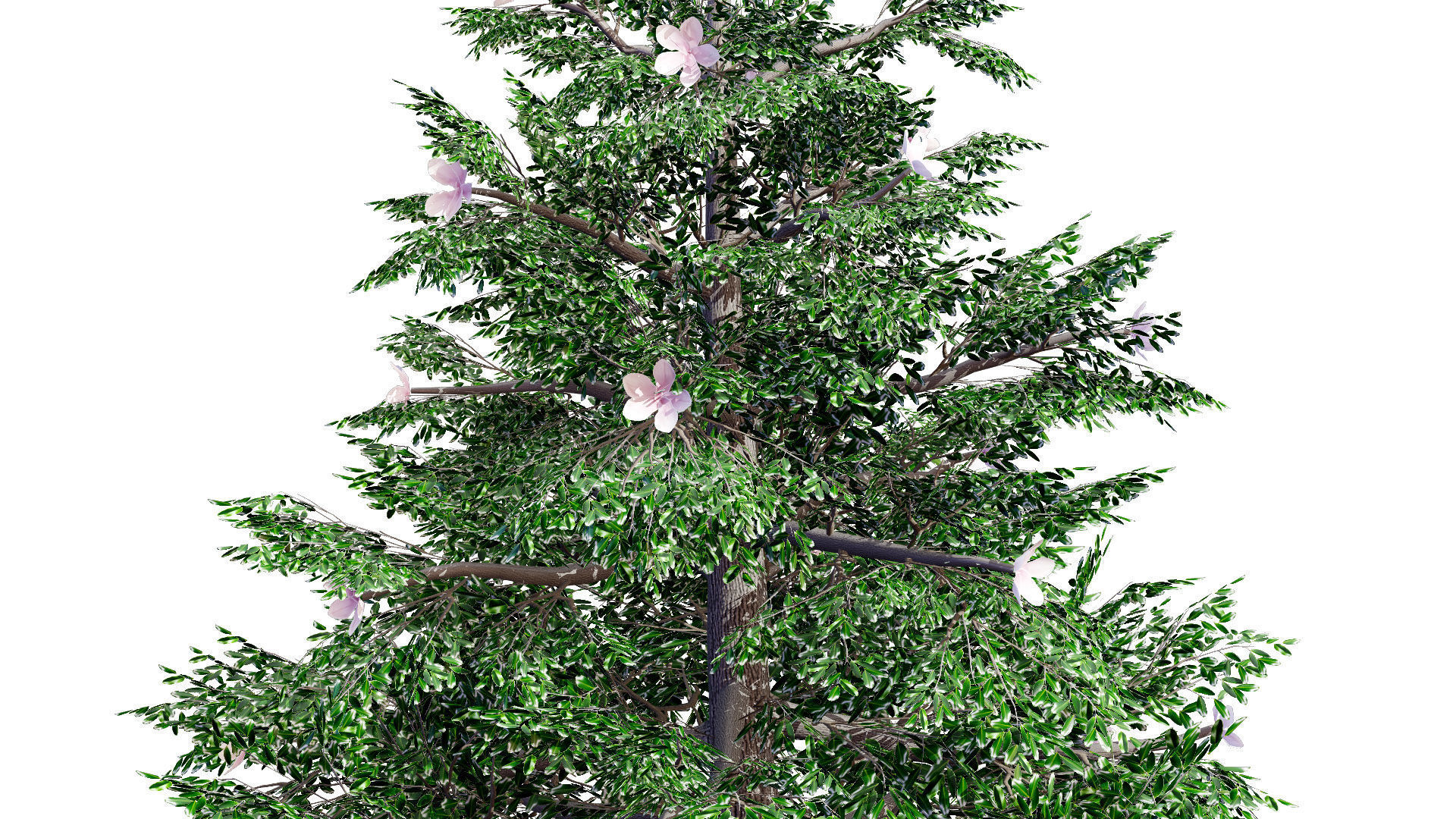 Magnolia Trees 3D Model Low-poly 3D model_10