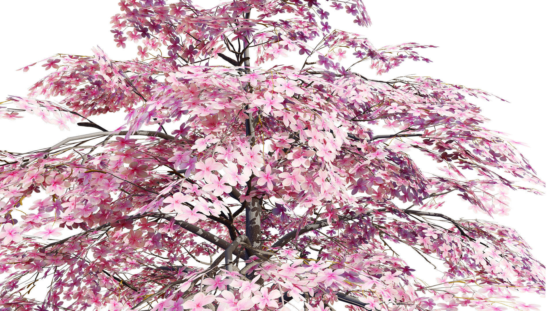 Magnolia Trees 3D Model Low-poly 3D model_7