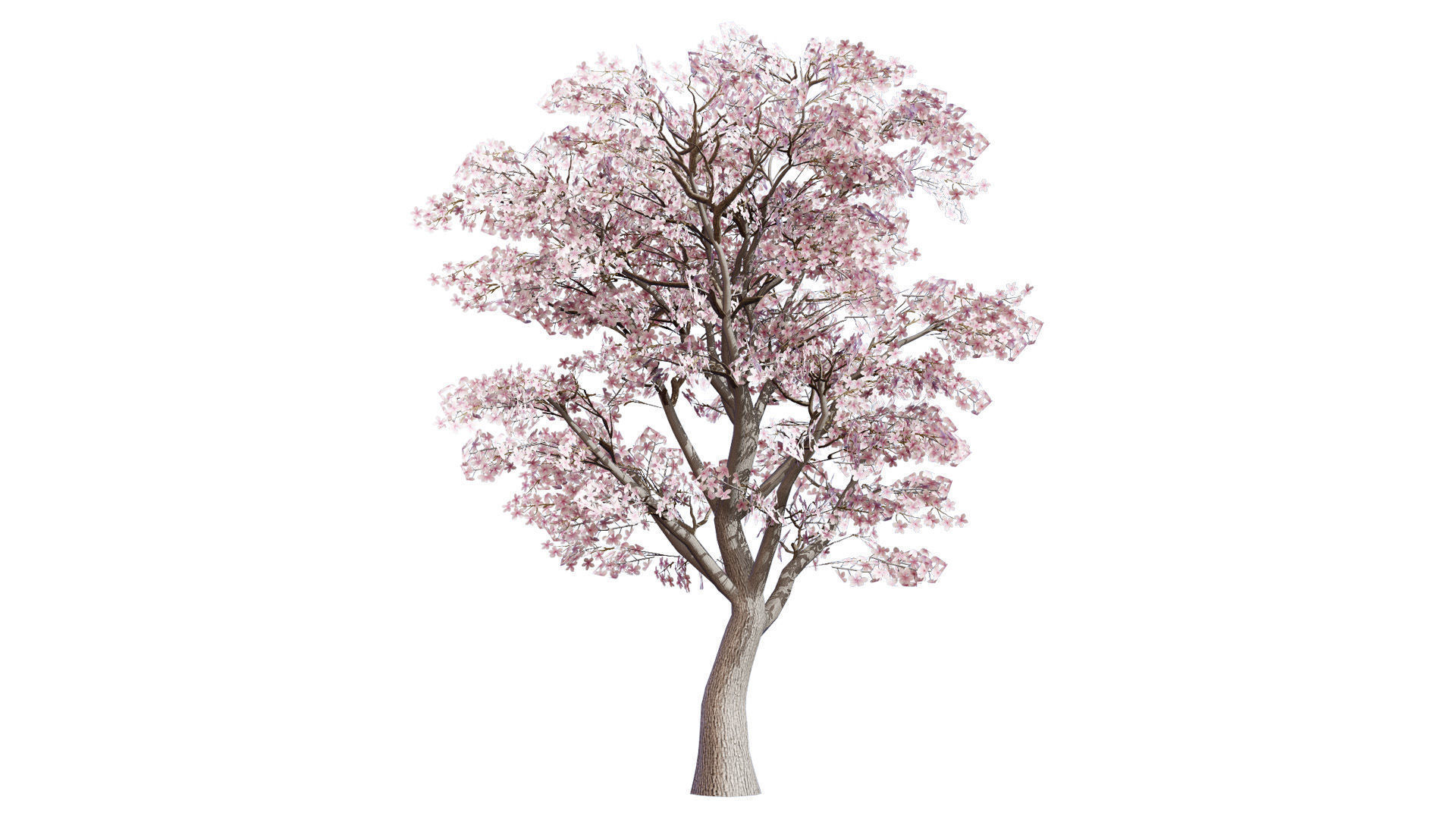 Magnolia Trees 3D Model Low-poly 3D model_8