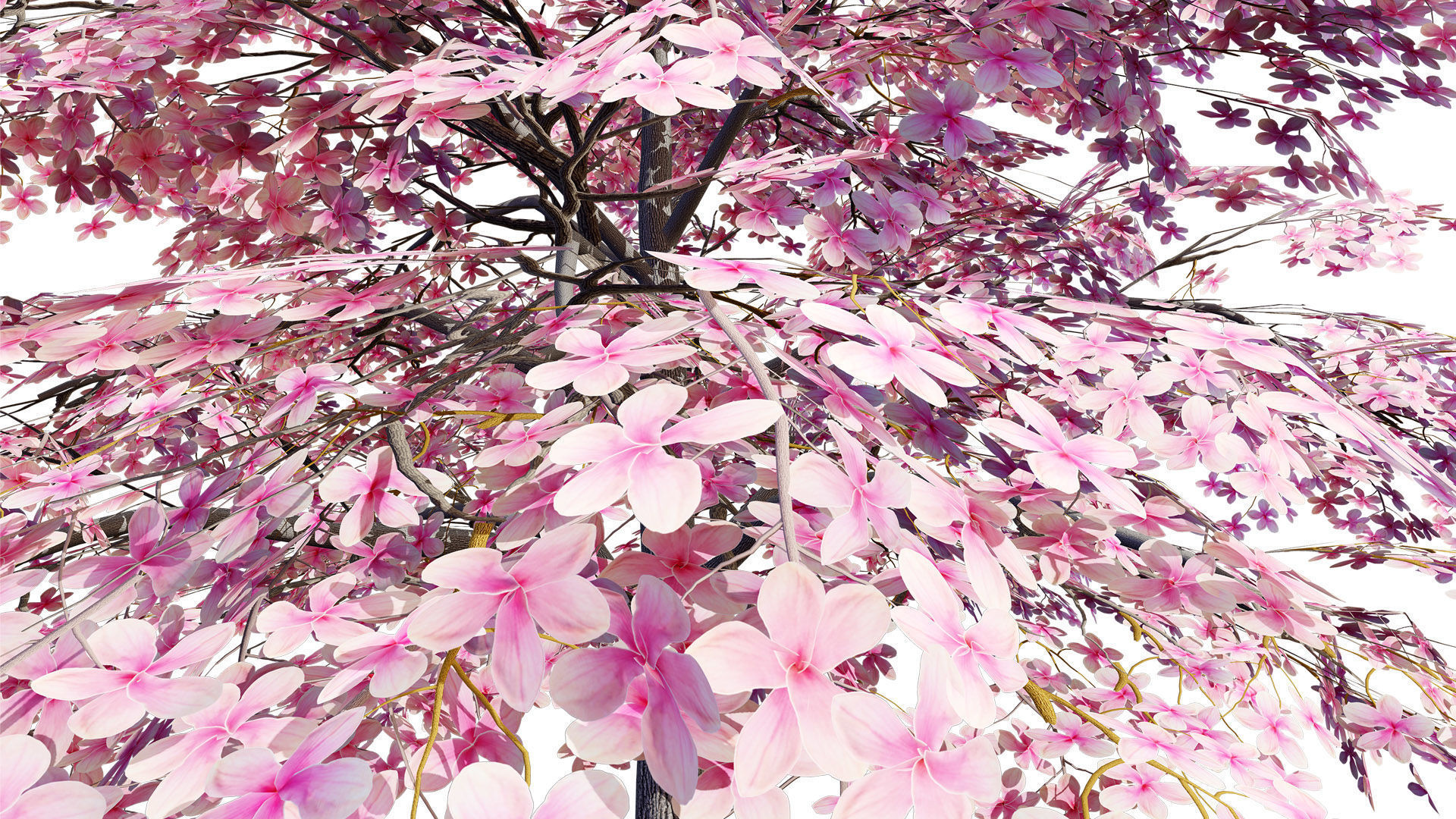 Magnolia Trees 3D Model Low-poly 3D model_6