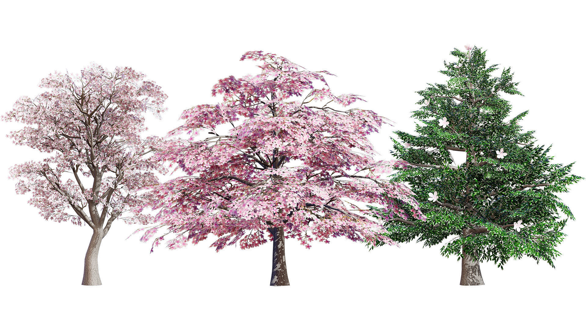 Magnolia Trees 3D Model Low-poly 3D model_2