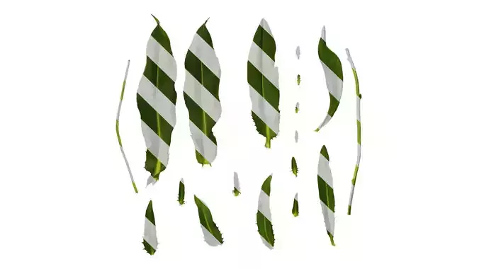 Anydrafts Centaurea cyanus blue diadem Leaf 01