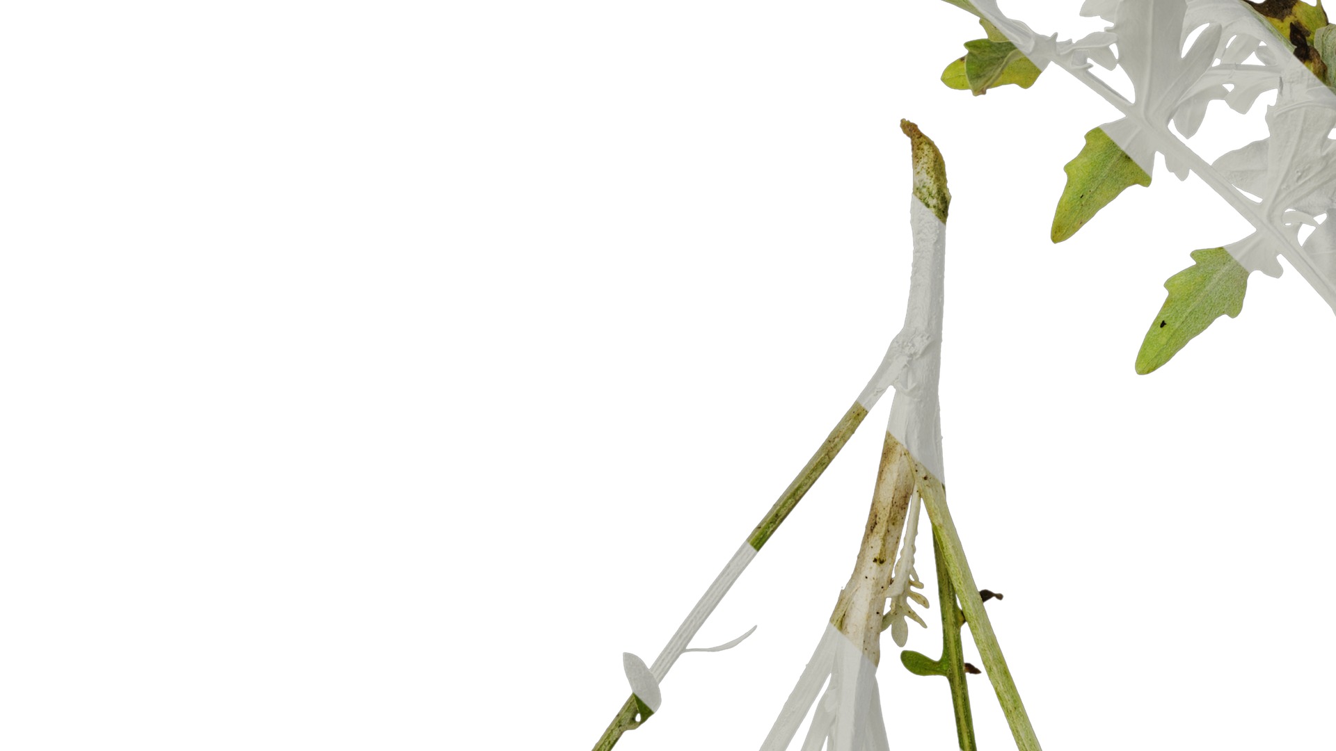 Anydrafts Centaurea gymnocarpa Atlas 01 Texture_3