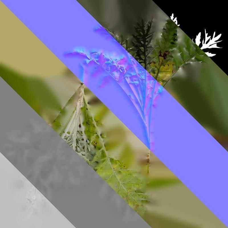 Anydrafts Centaurea gymnocarpa Atlas 01 Texture_8