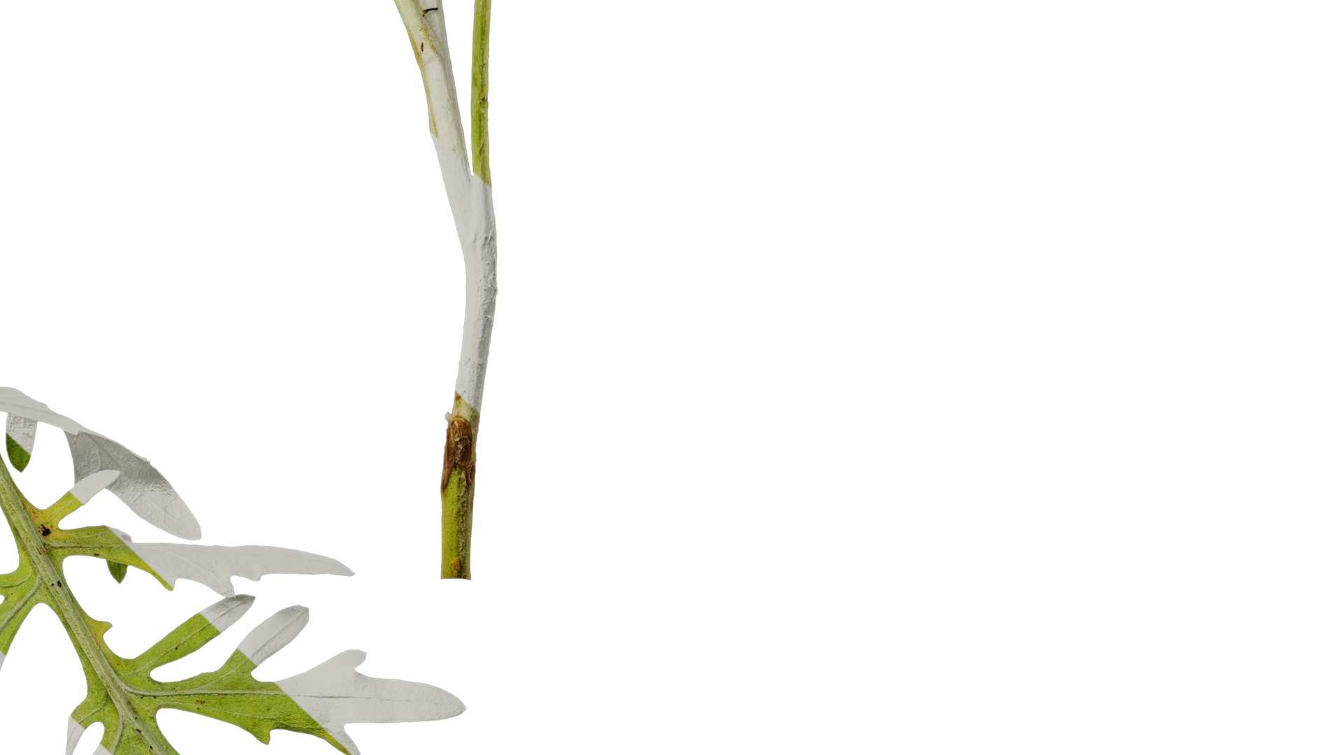 Anydrafts Centaurea gymnocarpa Atlas 01 Texture_6