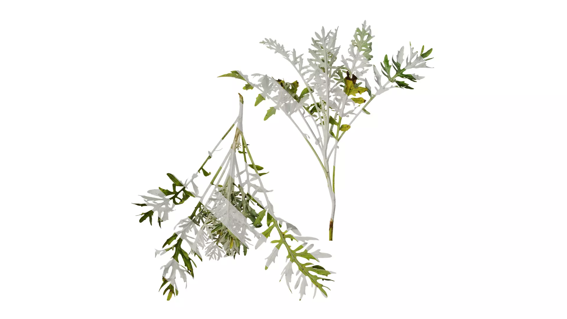 Anydrafts Centaurea gymnocarpa Atlas 01 Texture_0