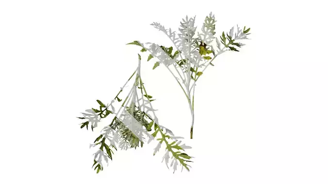 Anydrafts Centaurea gymnocarpa Atlas 01