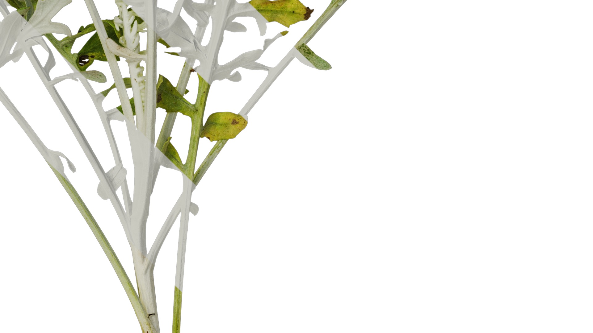 Anydrafts Centaurea gymnocarpa Atlas 01 Texture_4