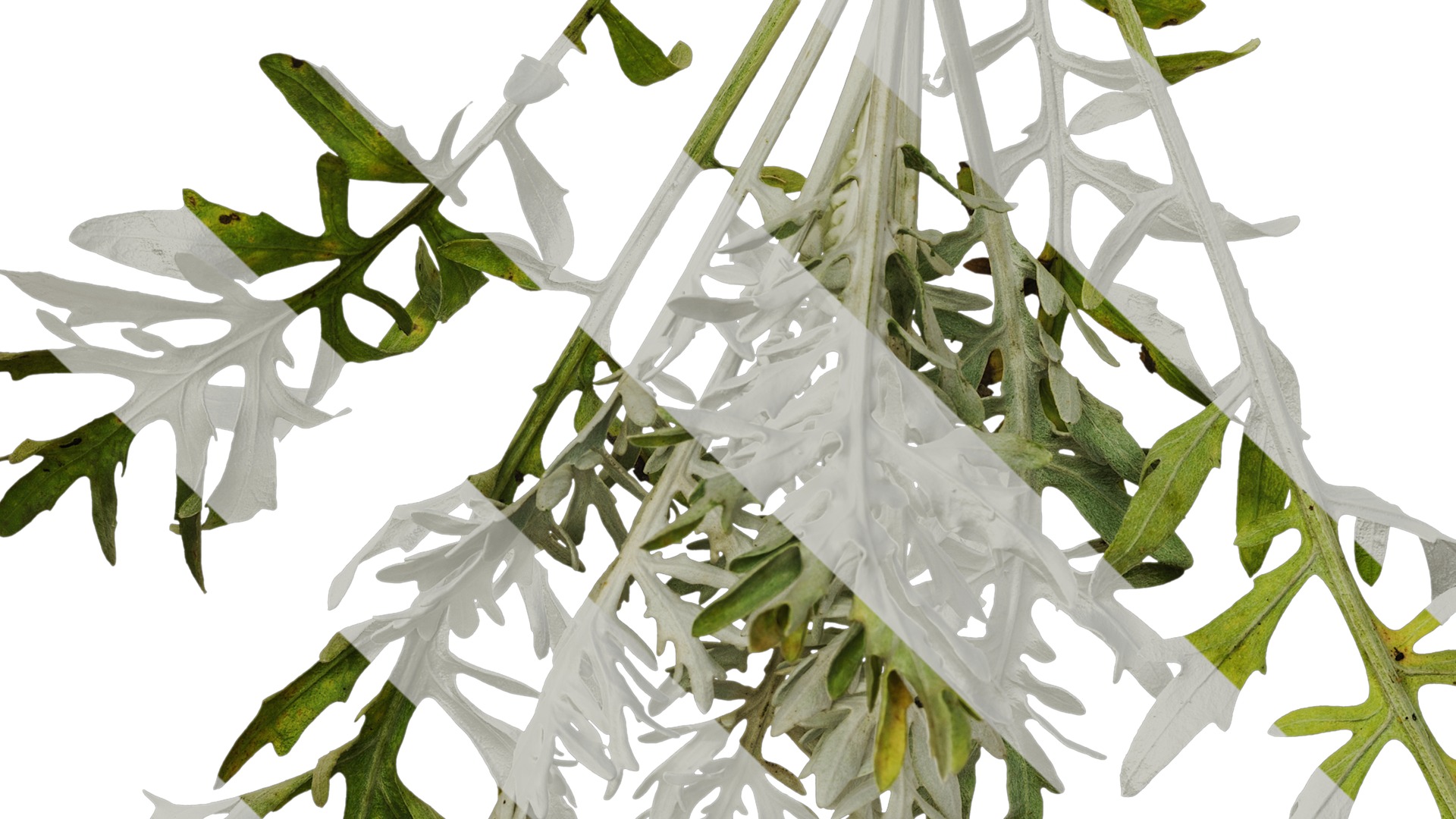 Anydrafts Centaurea gymnocarpa Atlas 01 Texture_5