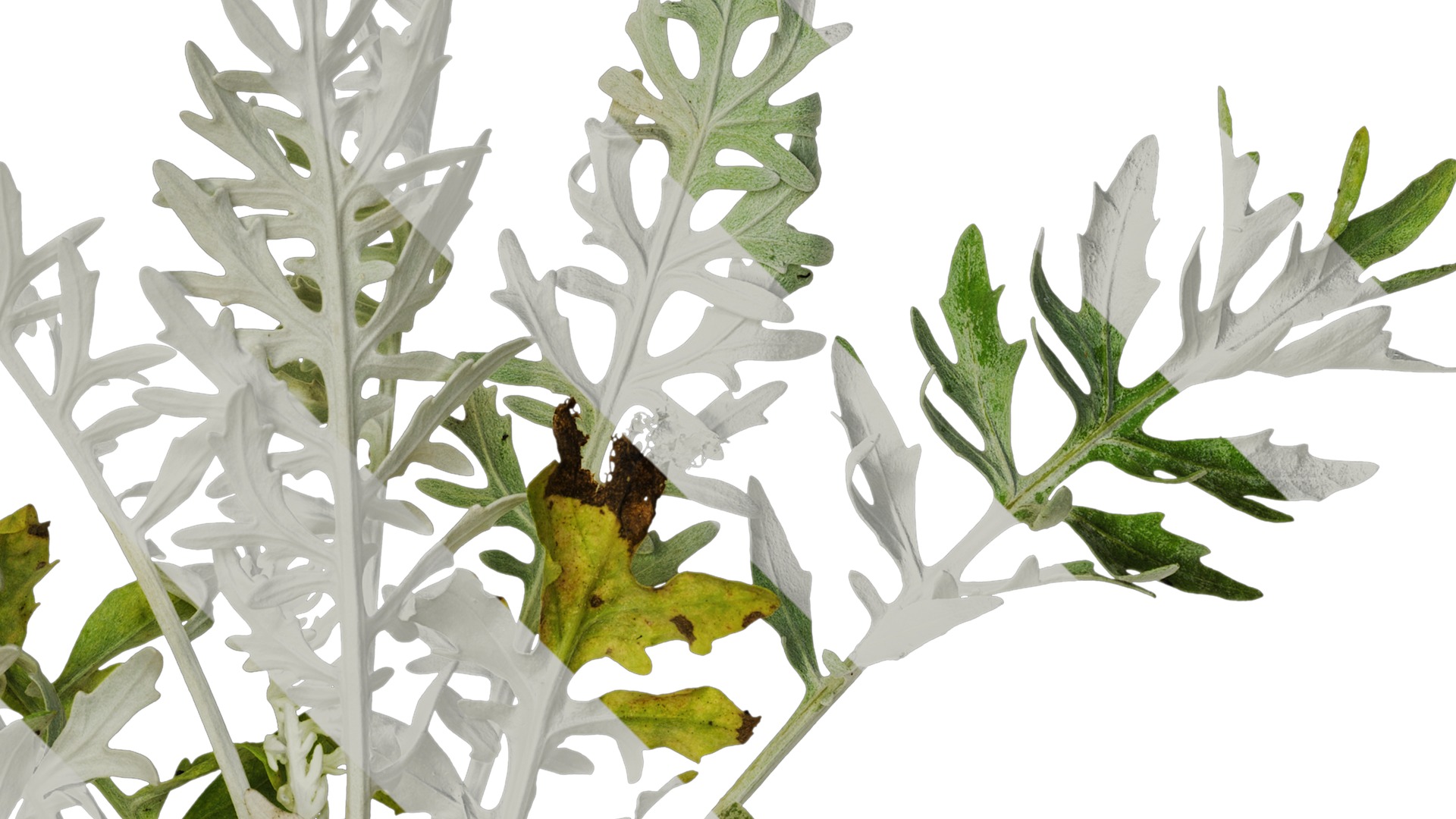 Anydrafts Centaurea gymnocarpa Atlas 01 Texture_2