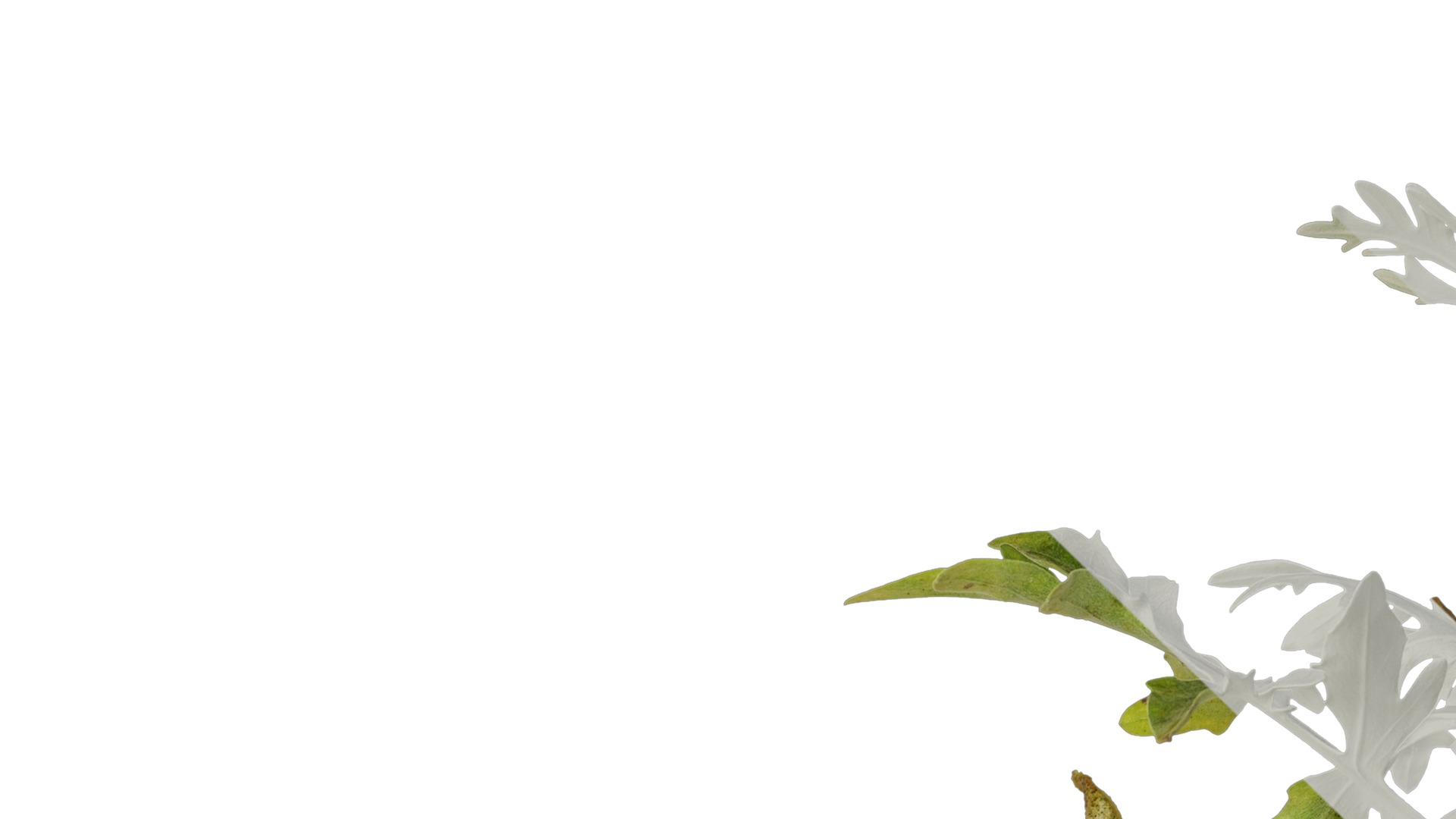 Anydrafts Centaurea gymnocarpa Atlas 01 Texture_1