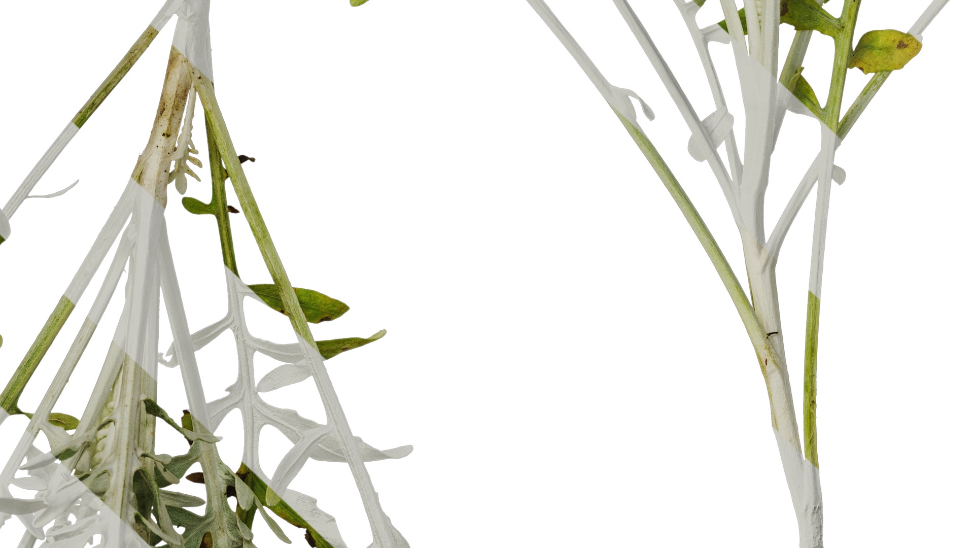 Anydrafts Centaurea gymnocarpa Atlas 01 Texture_7