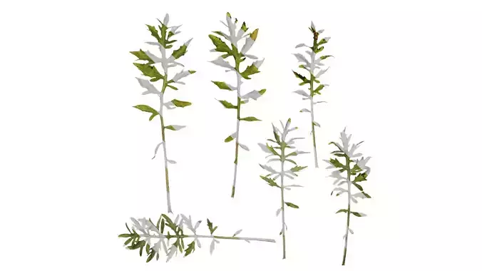 Anydrafts Centaurea gymnocarpa Leaf 04