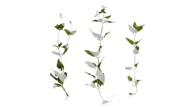 Anydrafts Conoclinium coelestinum Atlas 01