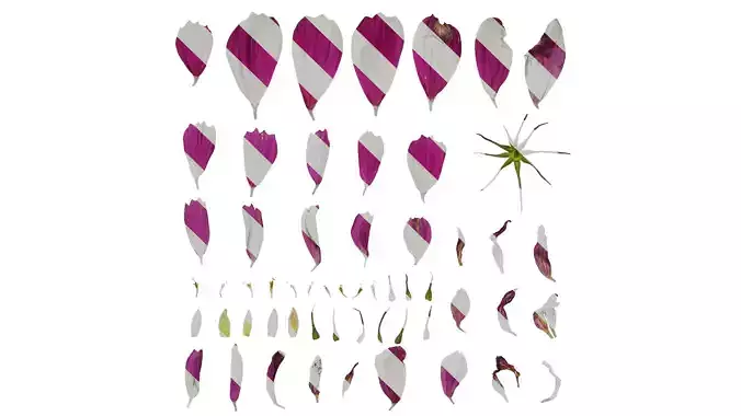 Anydrafts Cosmos bipinnatus Flower 06