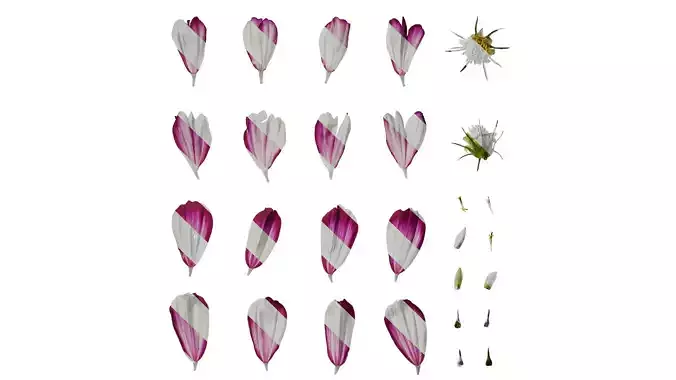 Anydrafts Cosmos bipinnatus Flower 19