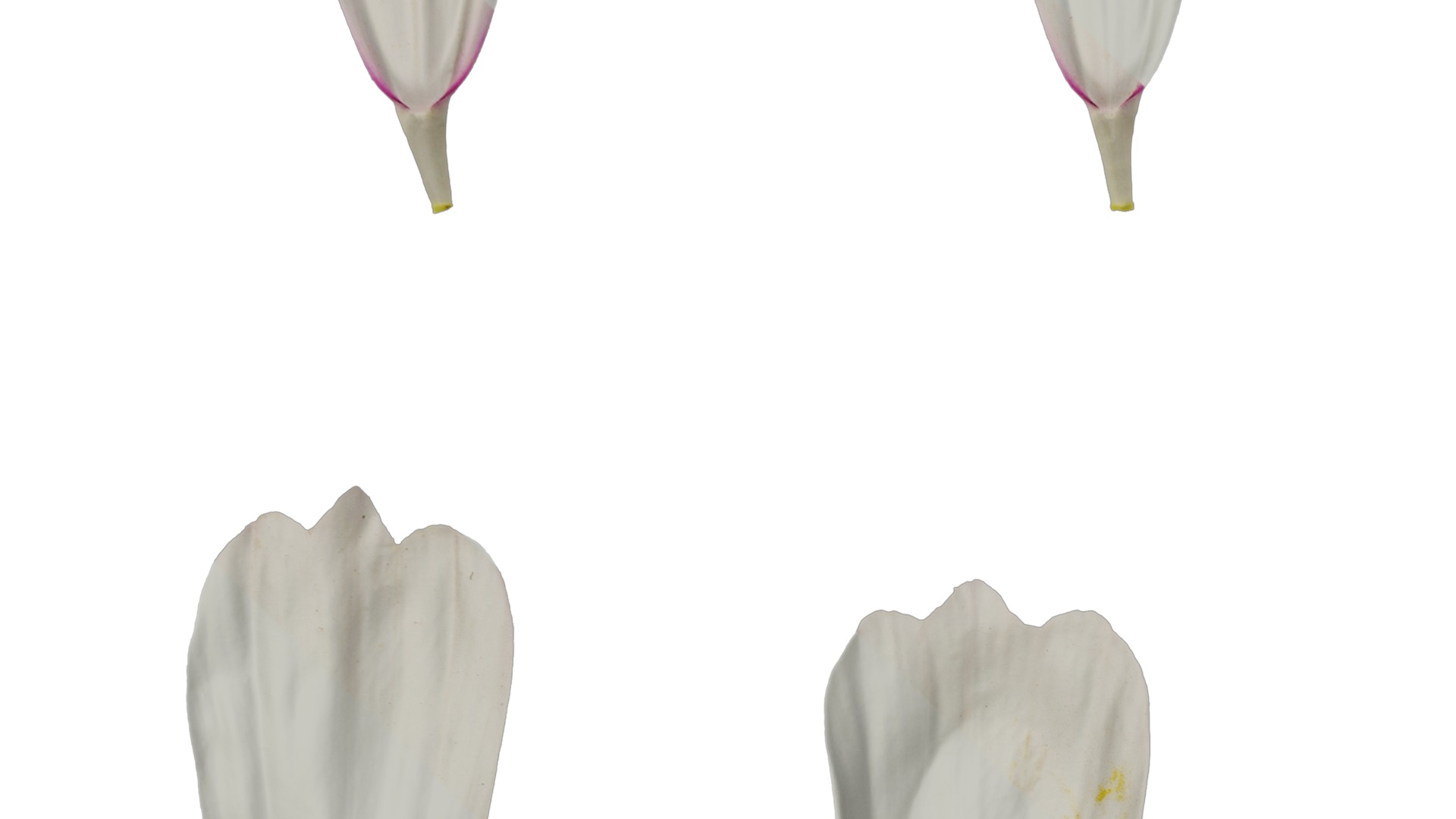 Anydrafts Cosmos bipinnatus Flower 20 Texture_3