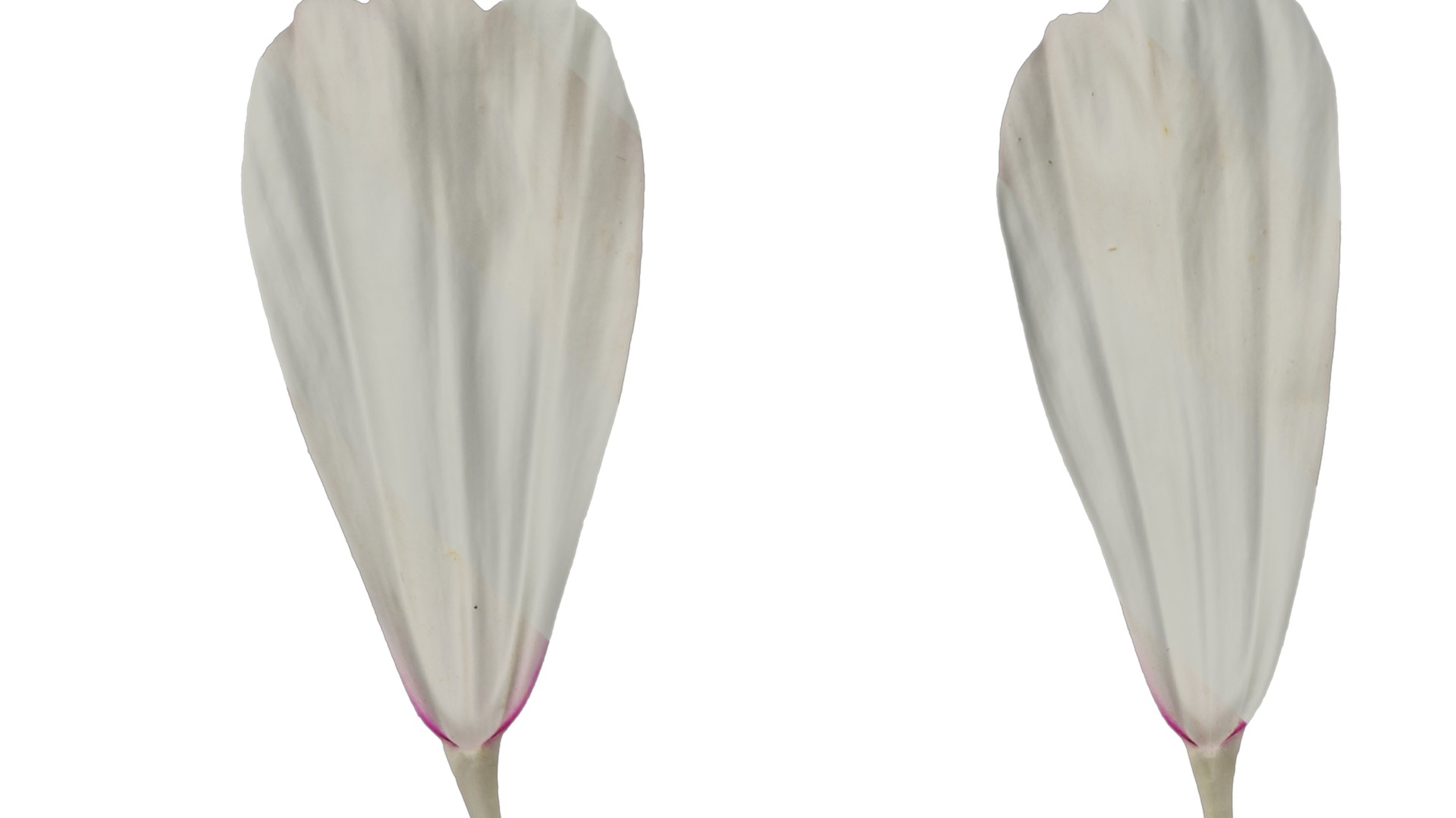 Anydrafts Cosmos bipinnatus Flower 20 Texture_1