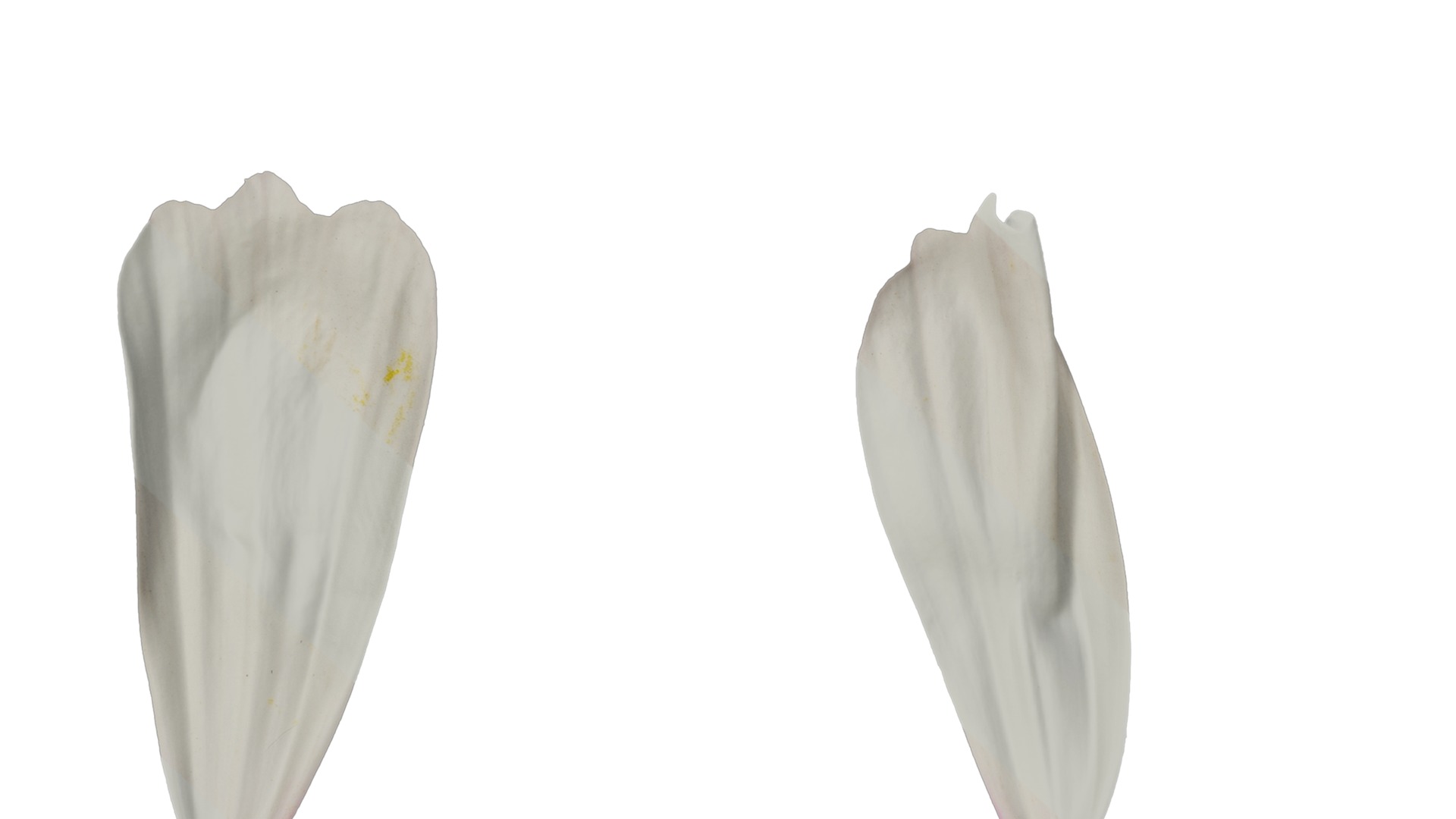 Anydrafts Cosmos bipinnatus Flower 20 Texture_7