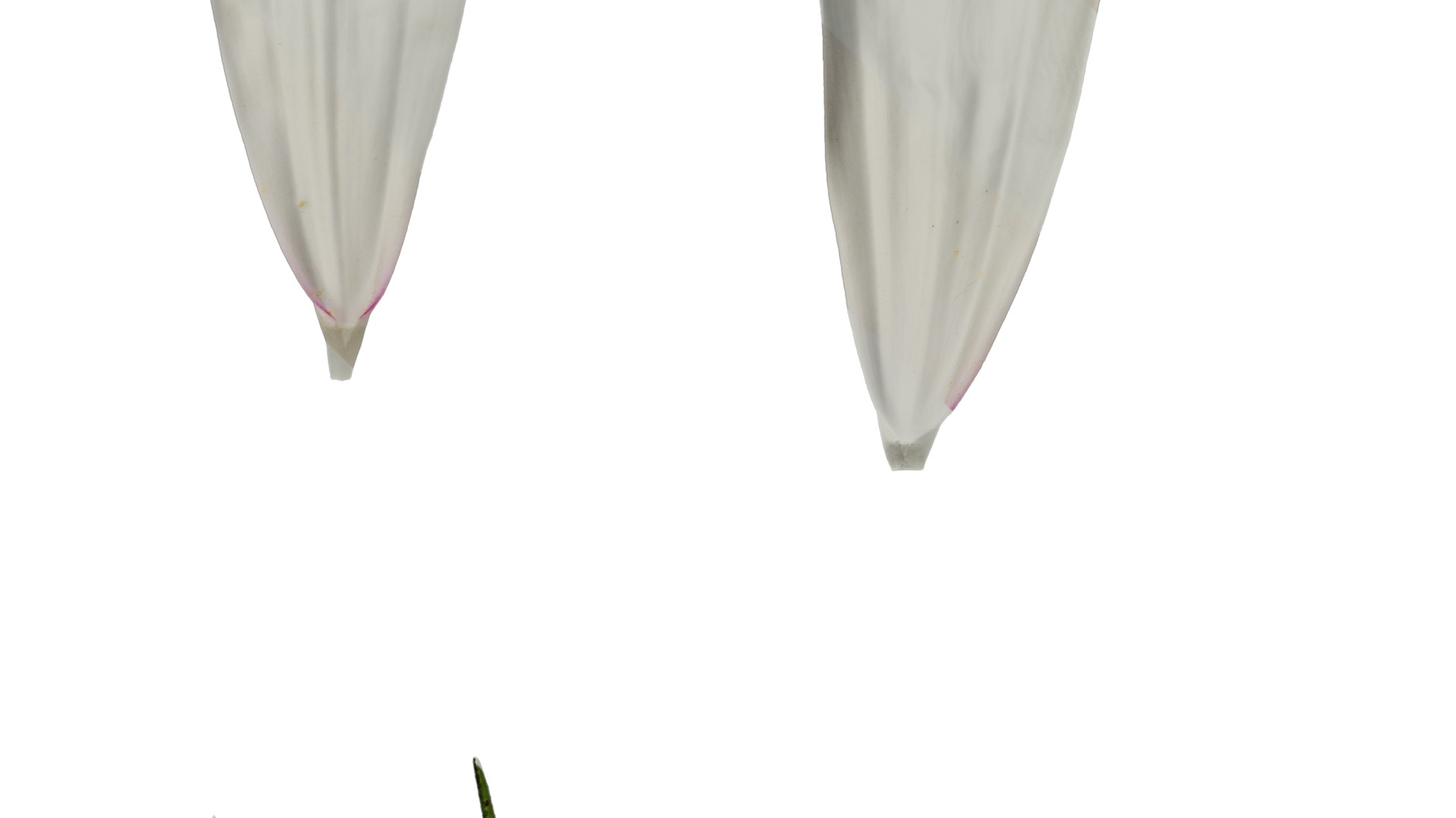 Anydrafts Cosmos bipinnatus Flower 20 Texture_5