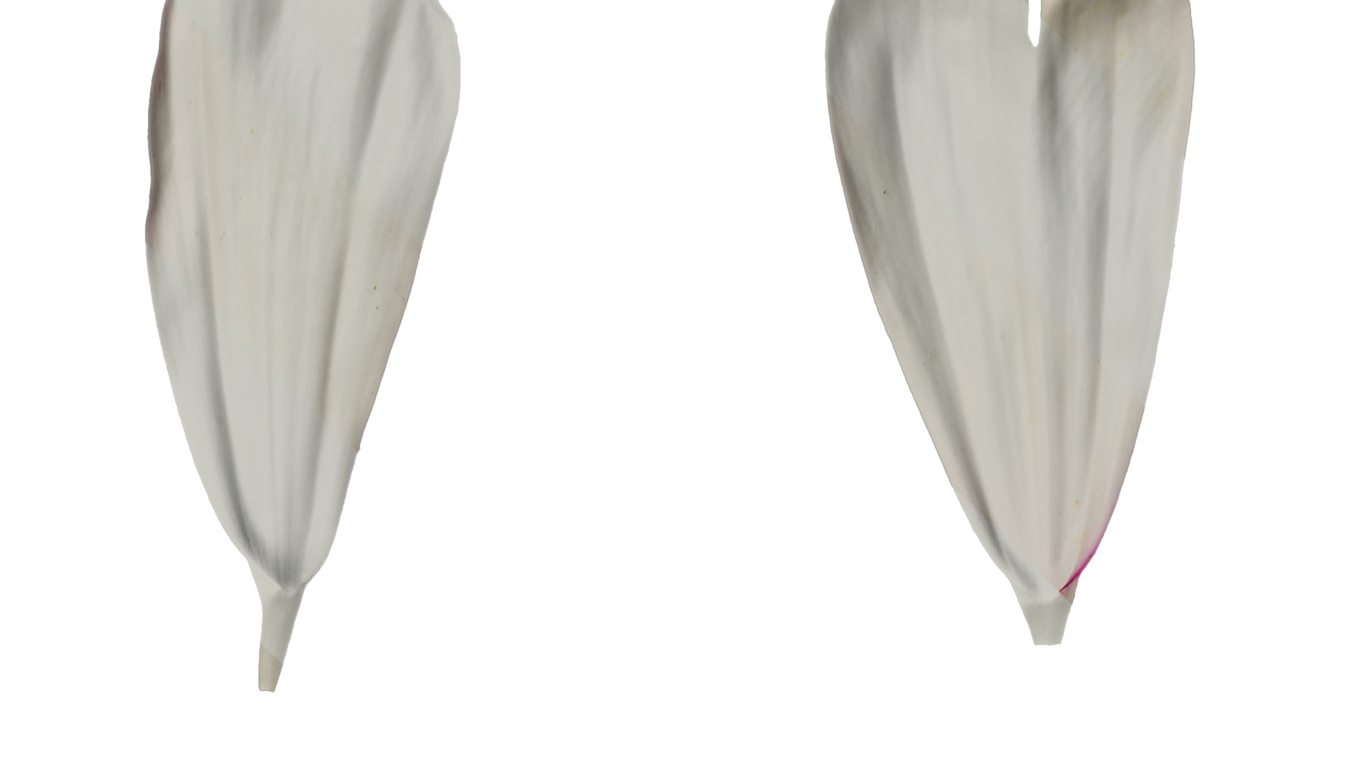 Anydrafts Cosmos bipinnatus Flower 20 Texture_2