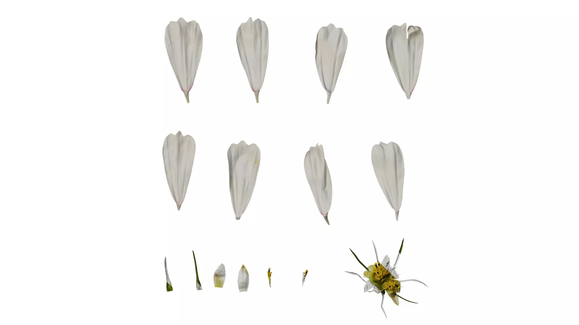 Anydrafts Cosmos bipinnatus Flower 20 Texture_0