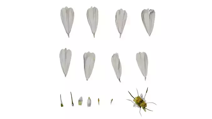 Anydrafts Cosmos bipinnatus Flower 20