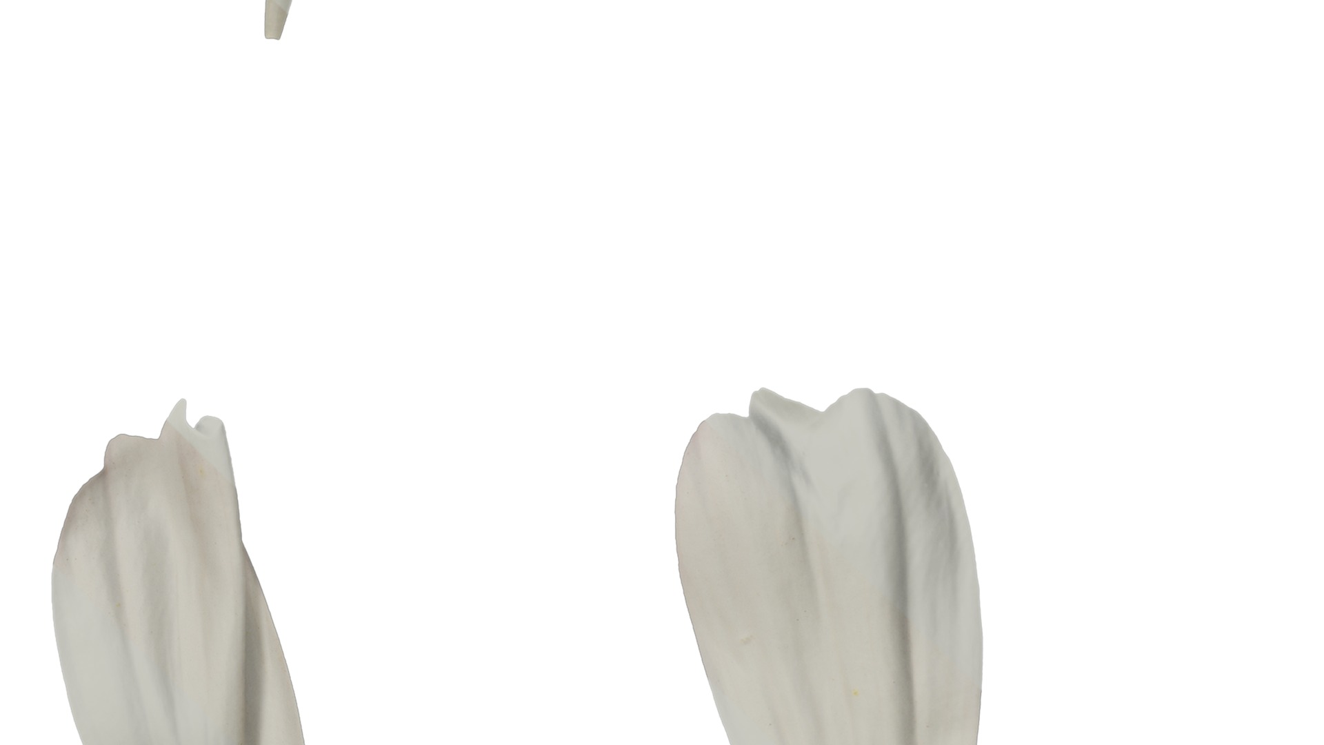 Anydrafts Cosmos bipinnatus Flower 20 Texture_4