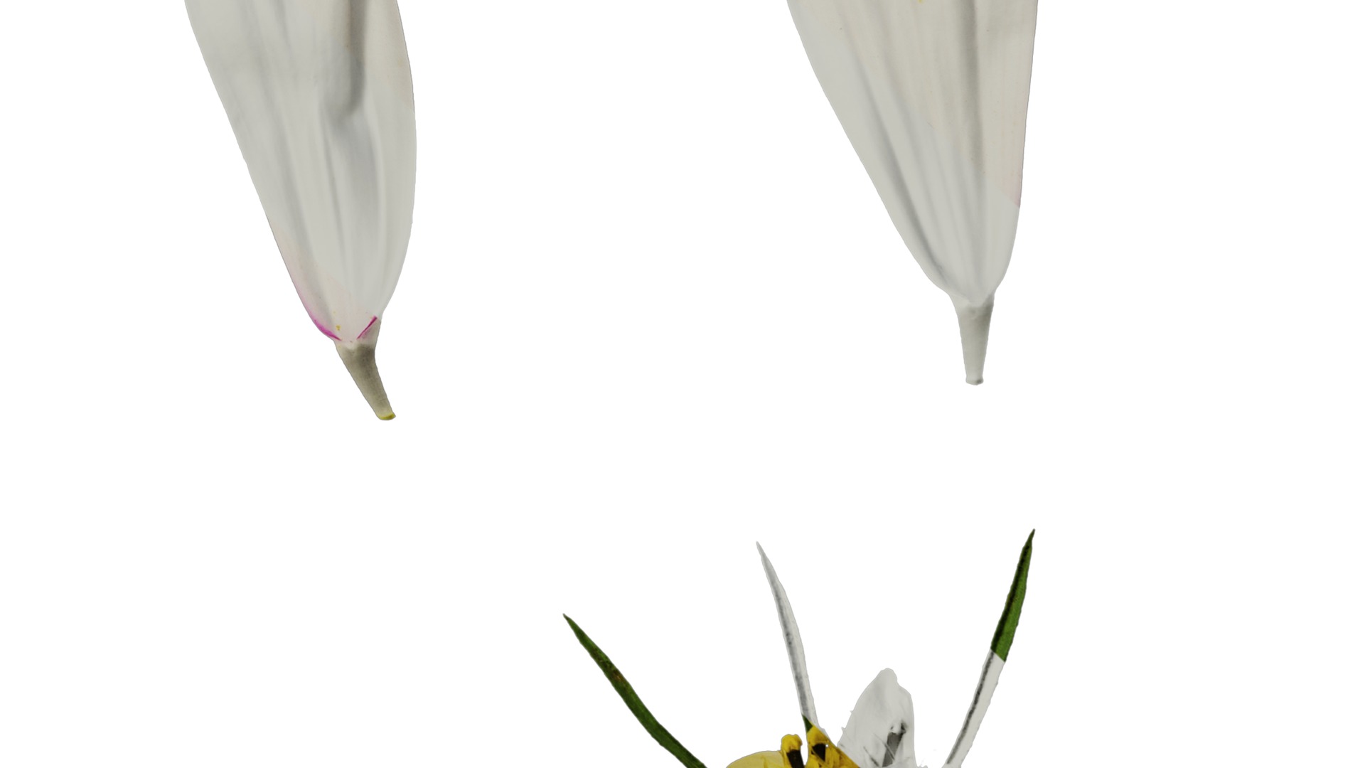 Anydrafts Cosmos bipinnatus Flower 20 Texture_6