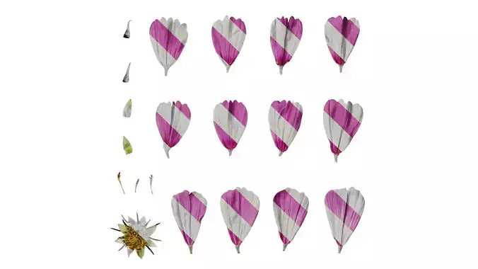 Anydrafts Cosmos bipinnatus Flower 21