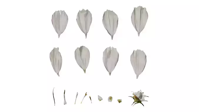 Anydrafts Cosmos bipinnatus Flower 22