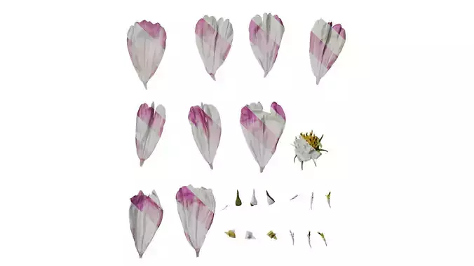 Anydrafts Cosmos bipinnatus Flower 25