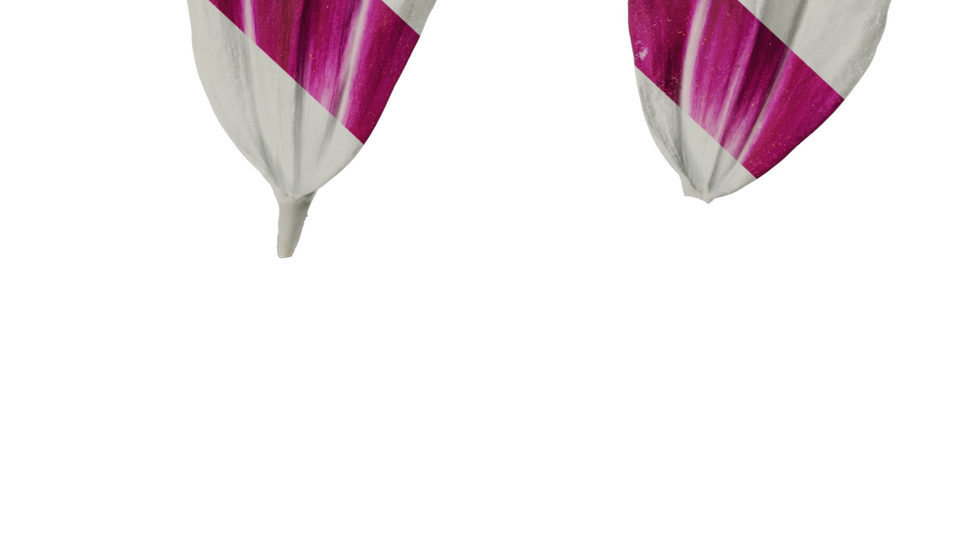 Anydrafts Cosmos bipinnatus Flower 26 Texture_6