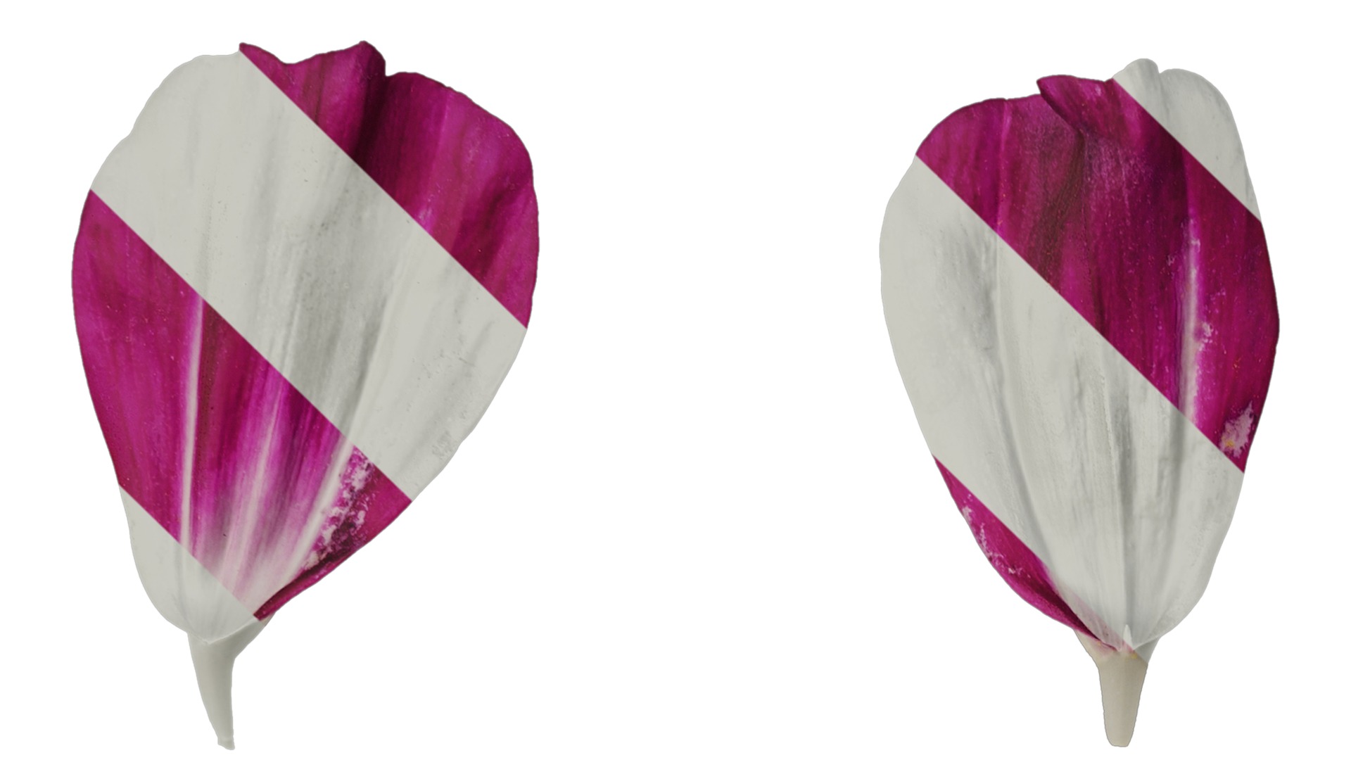 Anydrafts Cosmos bipinnatus Flower 26 Texture_1