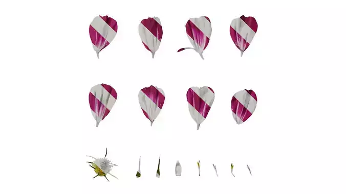 Anydrafts Cosmos bipinnatus Flower 26