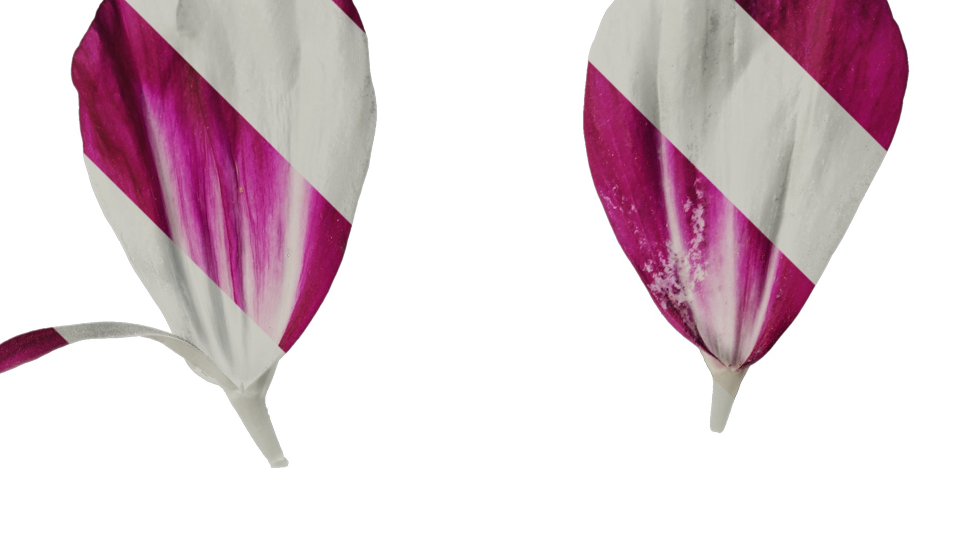 Anydrafts Cosmos bipinnatus Flower 26 Texture_2