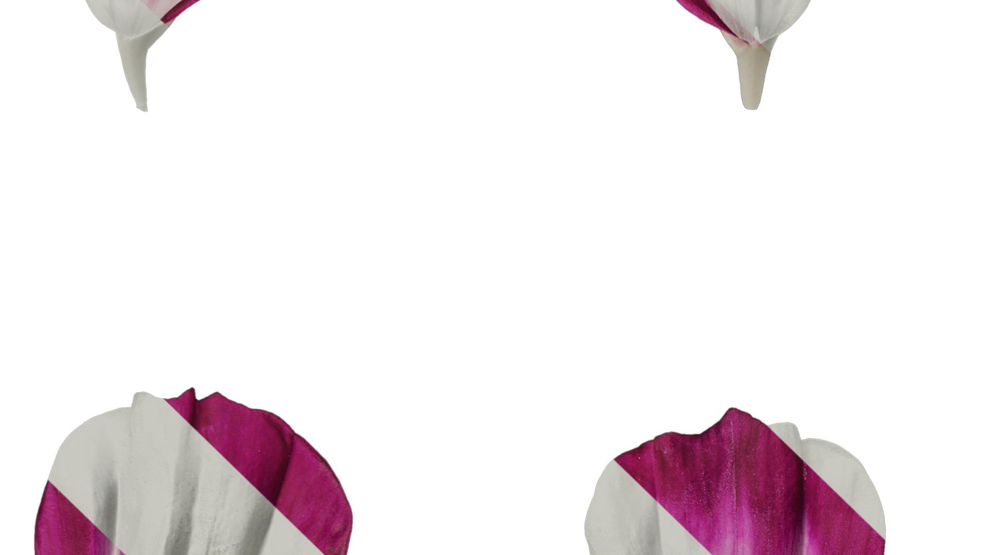 Anydrafts Cosmos bipinnatus Flower 26 Texture_3