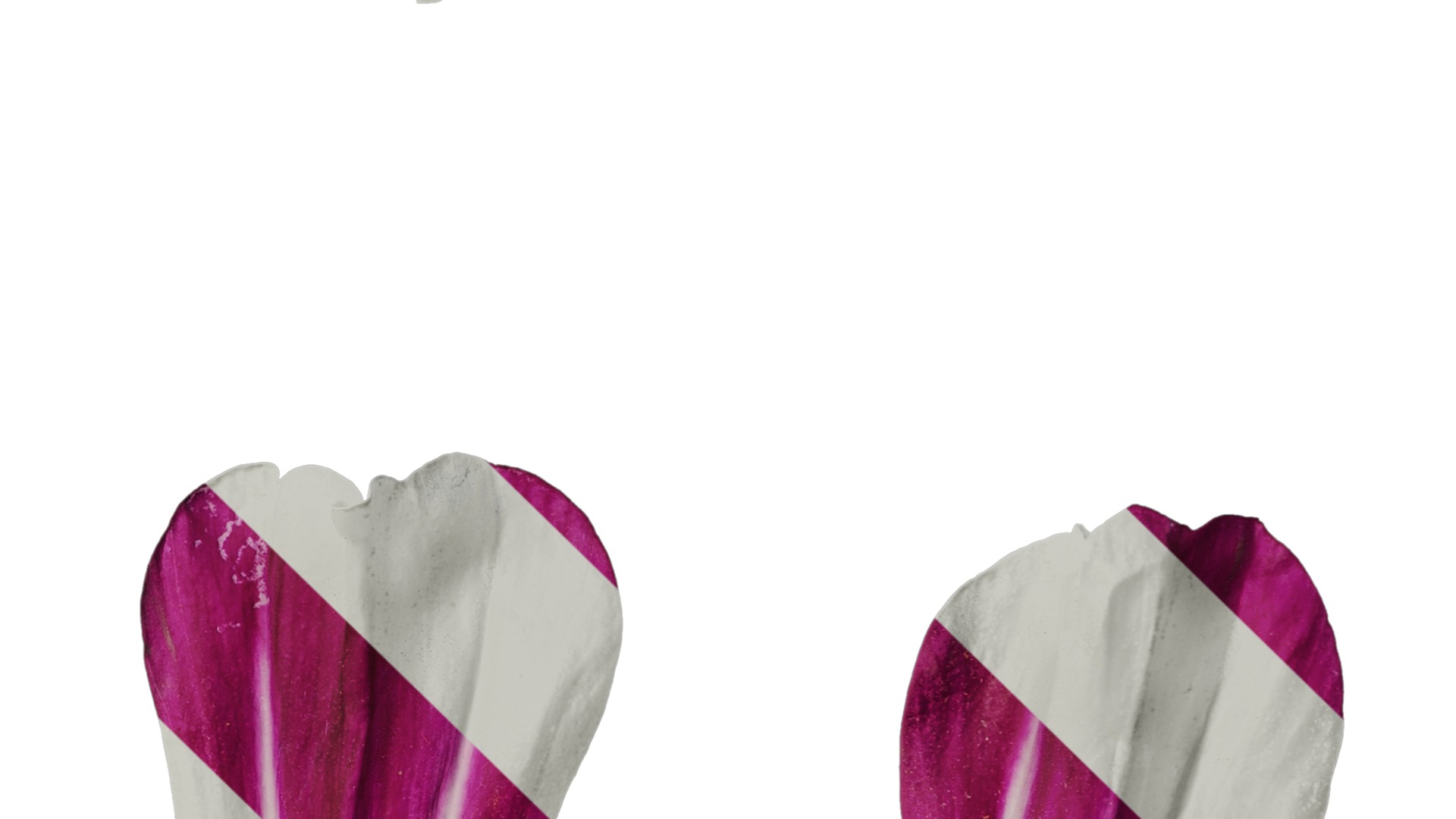 Anydrafts Cosmos bipinnatus Flower 26 Texture_4