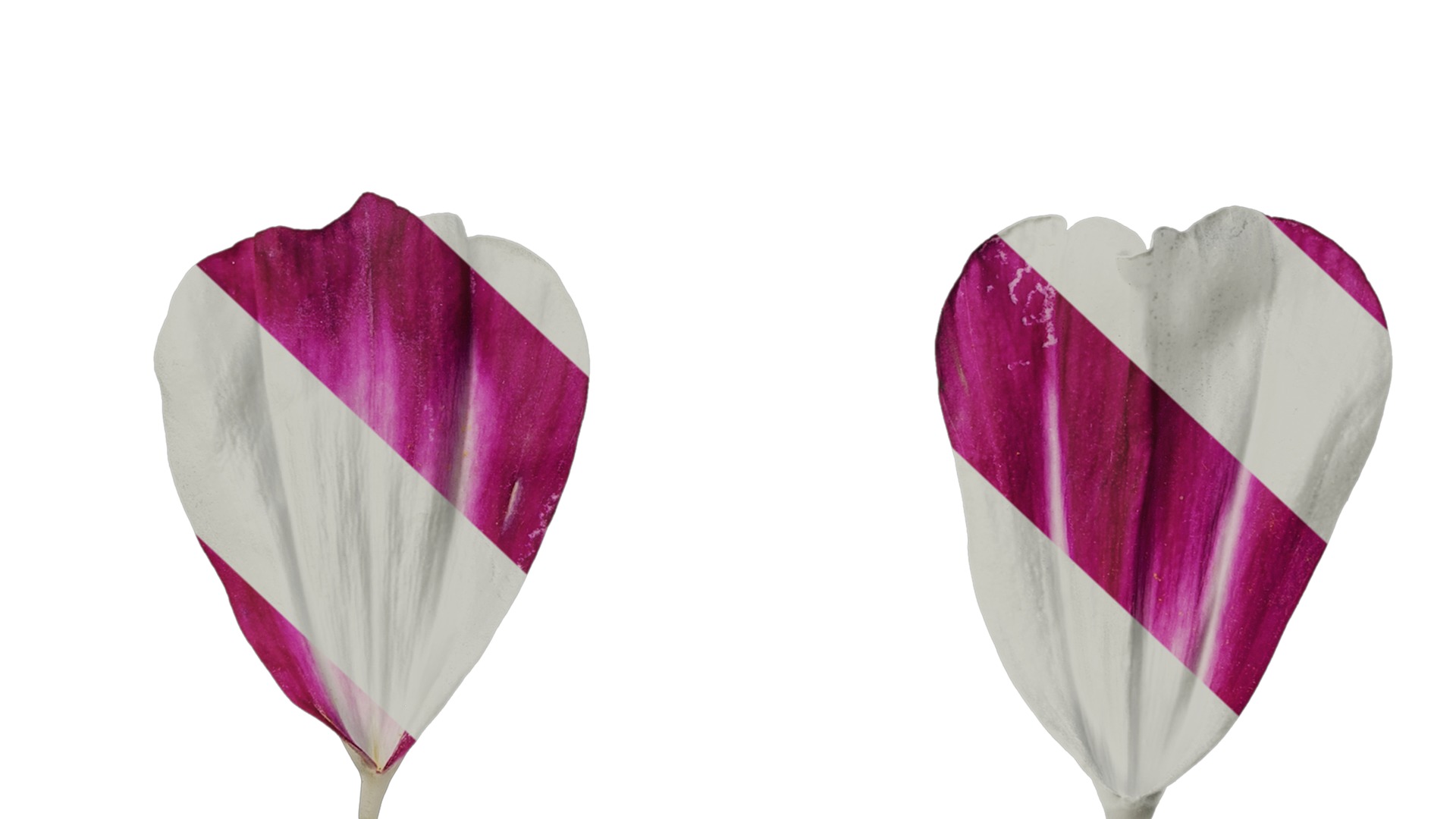 Anydrafts Cosmos bipinnatus Flower 26 Texture_7