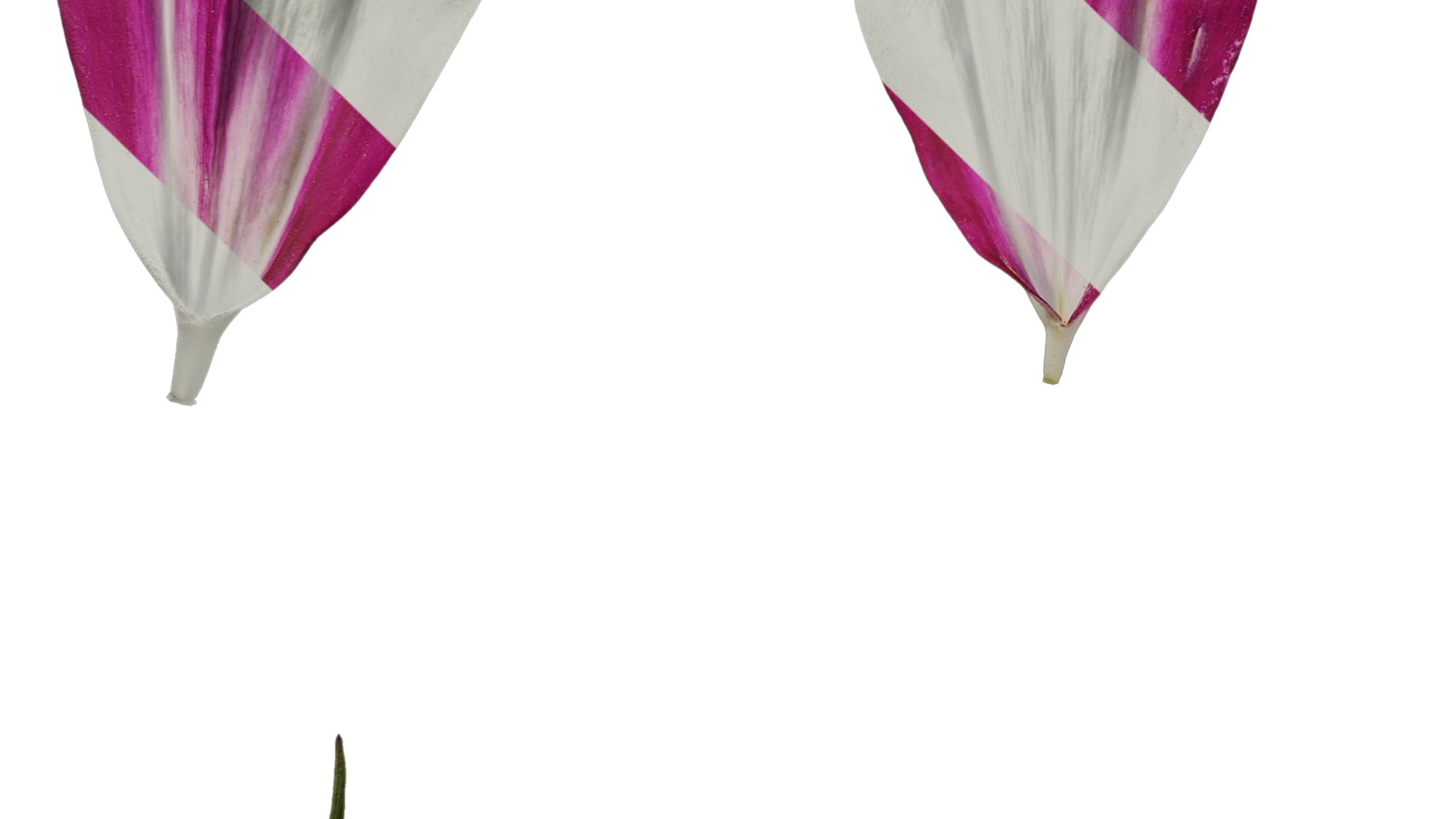 Anydrafts Cosmos bipinnatus Flower 26 Texture_5