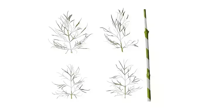 Anydrafts Cosmos bipinnatus Leaf 03