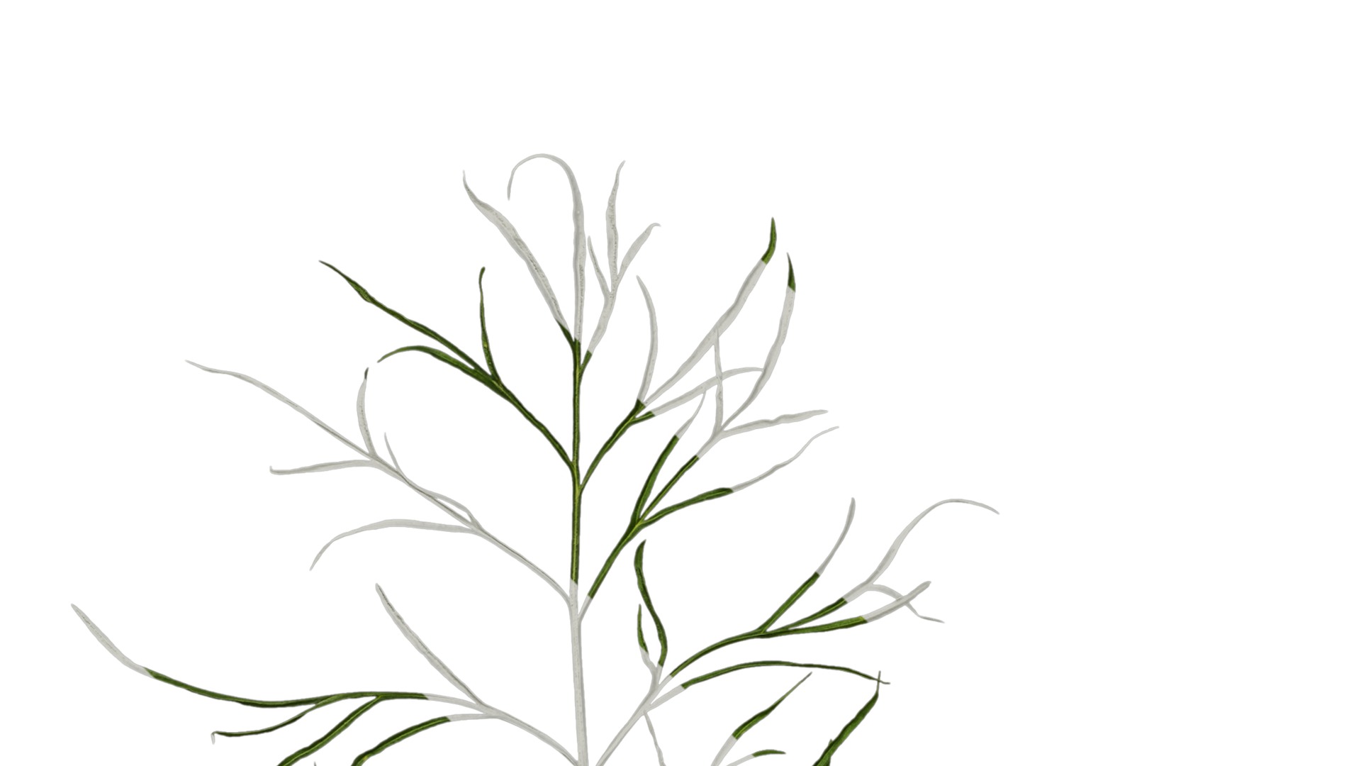 Anydrafts Cosmos bipinnatus Leaf 03 Texture_5