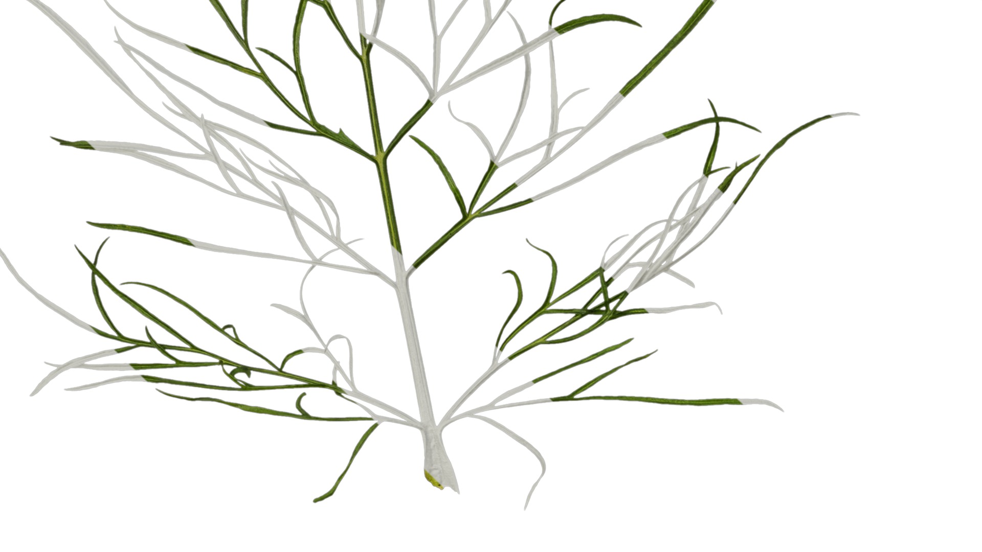 Anydrafts Cosmos bipinnatus Leaf 03 Texture_3